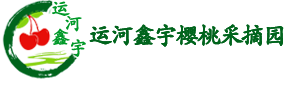 北京樱桃采摘好去处,樱桃采摘价格,北京运河鑫宇樱桃采摘园,樱桃采摘地址